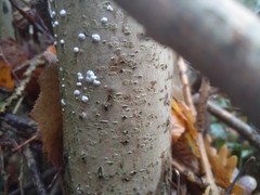 Nectriaceae