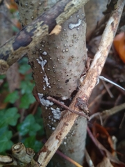 Nectriaceae