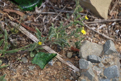 Image of Osteospermum calendulaceum by (c) Tony Rebelo, some rights reserved (CC BY-SA)