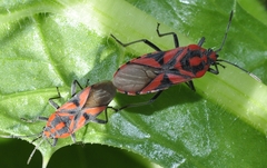 Spilostethus furcula