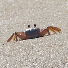 Ocypode occidentalis