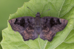 Nisoniades macarius