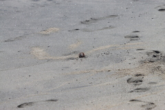 Ocypode occidentalis