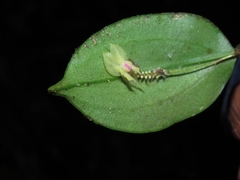 Lepanthes dunstervilleorum
