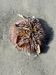 Lytechinus variegatus