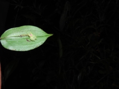 Lepanthes dunstervilleorum