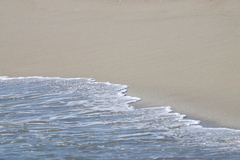 Ocypode occidentalis