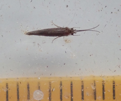 Glossosomatidae