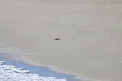 Ocypode occidentalis