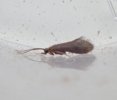 Glossosomatidae