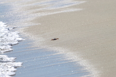 Ocypode occidentalis