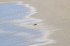 Ocypode occidentalis