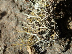 Heterodermia leucomelos