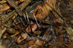 Xylaria sicula