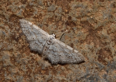 Idaea atlantica