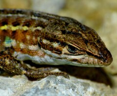 Psammodromus edwarsianus