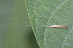 Nectopsyche muhni