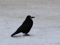 Corvus frugilegus
