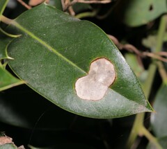 Phytomyza ilicis group