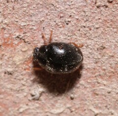 Scymnus rubromaculatus