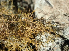 Teloschistes flavicans