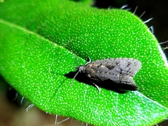 Cryptaspasma querula