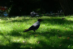 Corvus cornix