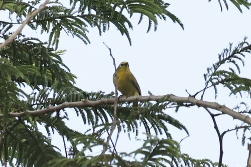 Green White-eye (Zosterops stuhlmanni), photo 3