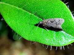 Cryptaspasma querula