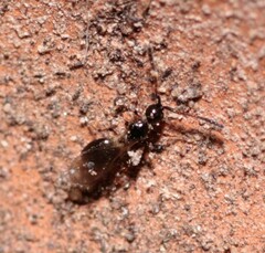 Diapriinae