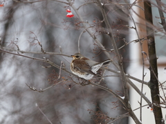 Turdus pilaris