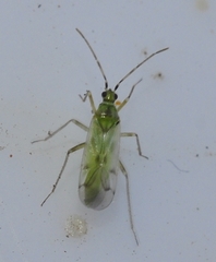 Nesidiocoris tenuis