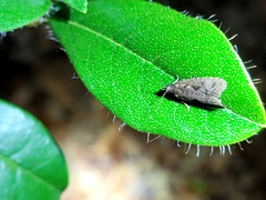 Cryptaspasma querula