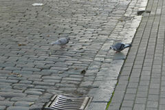 Columba livia domestica