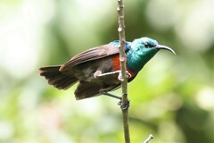 Cinnyris chloropygius orphogaster