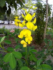 Crotalaria longirostrata