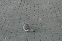 Columba livia domestica