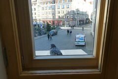 Columba livia domestica