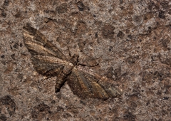 Eupithecia latipennata