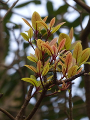 Alseodaphne semecarpifolia