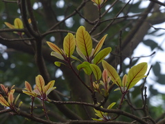 Alseodaphne semecarpifolia