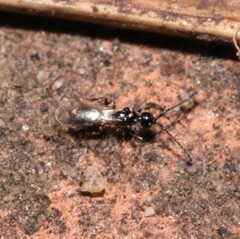 Diapriinae