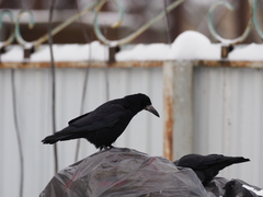 Corvus frugilegus
