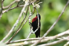 Chalcomitra senegalensis