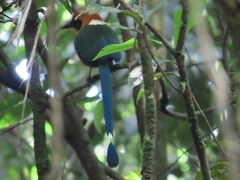 Baryphthengus martii