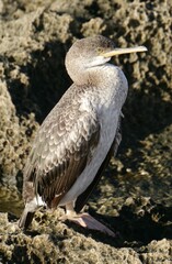 Gulosus aristotelis desmarestii