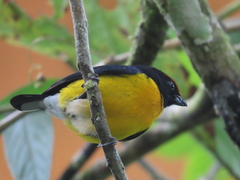 Euphonia anneae