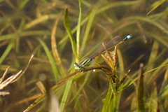 Pseudagrion nubicum