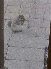 Sciurus carolinensis