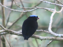 Lepidothrix velutina